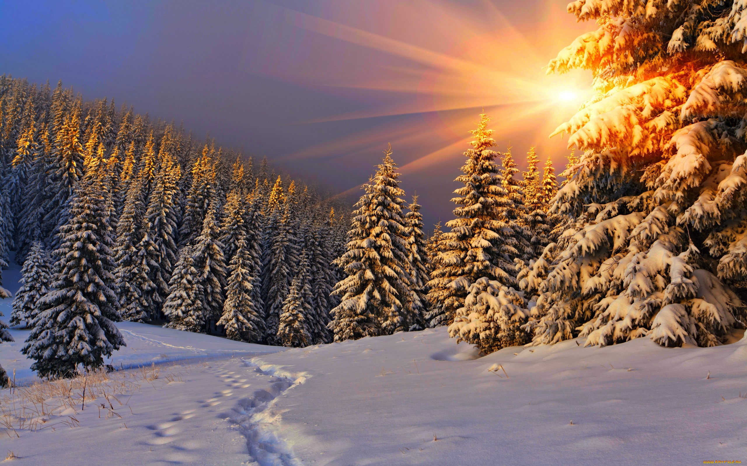 , , , , , nature, winter, sky, white, beautiful, forest, path, road, cool, nice, snow, sunset